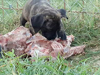 cucciolo di cane corso rustico 